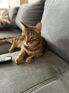 Gerettetes Tier im neuen Zuhause bei Pflege- oder Adoptivfamilie