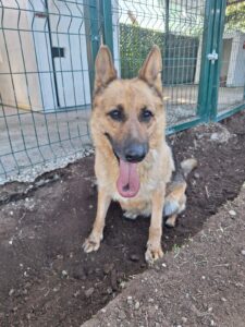 Hund in der Betreuung von ATI Paw e. V.