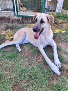 Hund in der Betreuung von ATI Paw e. V.