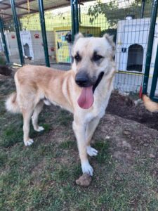 Hund in der Betreuung von ATI Paw e. V.