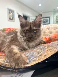 Millie, black smoke polydactyl Maine Coon kitten relaxing at Bellatrix Maine Coons
