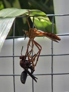 A Bird Stalks Kills And Then Eats an Insect