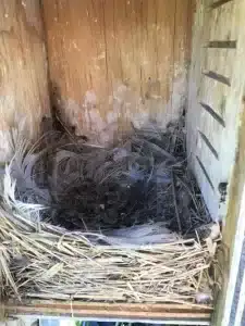 Bird Nesting in Rural Areas