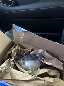 Can I Give an Injured Bird Worms