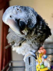 How Do You Make Bird Noises