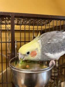 How to Get a Bird to Eat Fruit