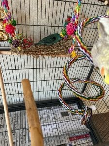 How to Get Rid of Fruit Flies in Bird Cage
