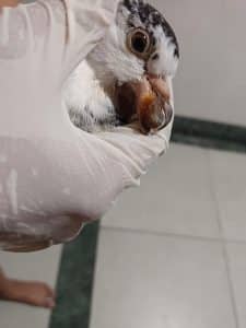 How to Prevent Canker in Birds