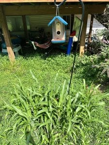 Why Does Bird Seed Grow Grass