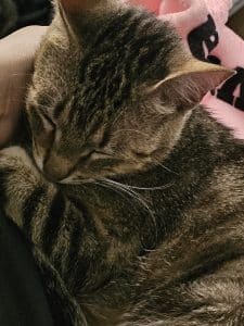 Why Does My Cat Make Bird Noises at Me