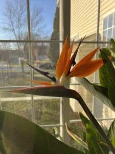 Why is My Bird of Paradise Plant Not Flowering