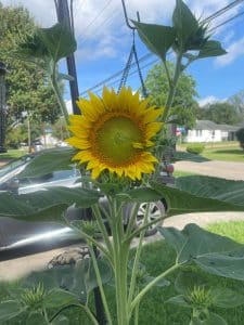 Will Bird Seed Grow Flowers