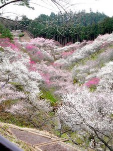 吉野梅郷