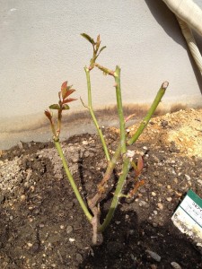 つるアイスバーグ植付け時2