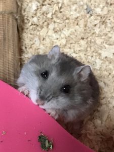 claw-caught-hamster