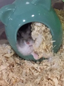 cold-sleeping-hamster