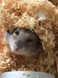 play-hamster