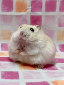 hamster-eat-sweet- potato2
