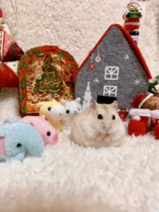 hamster-eat-sweet- potato3