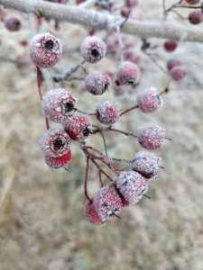 frosty hawthorny berries