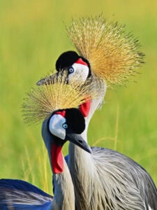 Bird watching safari experiences