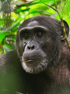 chimpanzee trekking uganda