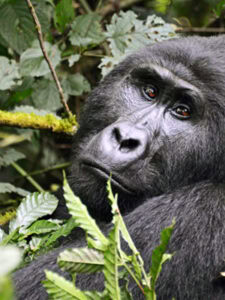 Masai Mara Safari with Gorilla Trekking Safaris