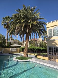 Palm Tree Trimming Before Las Vegas