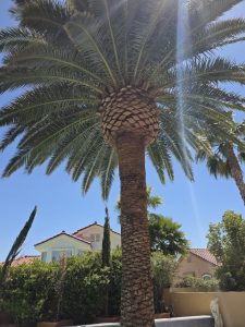 Palm Tree Trimming After Las Vegas