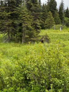 Outback can get telehealth for alaska at valiant