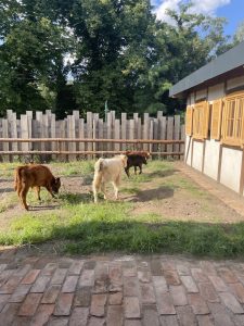Kuh- und Ziegen-Portal auf dem Wellnesshof RaJa, ländliche Atmosphäre, Tierfreundliche Umgebung, Natur pur, idyllischer Bauernhof, ländliche Ruhe, Tierhaltung, Urlaub auf dem Land, nachhaltige Landwirtschaft, Familienfreundlicher Bauernhof, Tiererlebnis.
