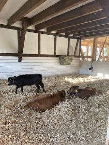Hübscher, heller Futterraum mit Stroh, drei Ziegen kuscheln und ruhen, Tierhaltung auf dem Wellnesshof RaJa, nachhaltiger Tierkomfort, Naturerlebnis, ländliche Tierpension, Bio-Tierhaltung, Tierwohl, ländlicher Rückzugsort.