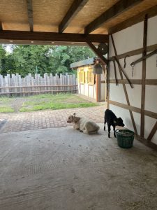 Entspannter Blick in den Tierstall mit zwei Hunden, Umgebung aus Holzpfosten und grüner Natur, ideal für Tierliebe und nachhaltige Erholung.