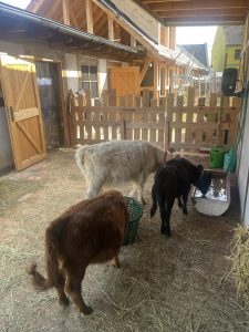 Garten mit Hundezwinger und Tieren im ländlichen Gästehaus Wellnesshof RaJa, Wellnessurlaub mit Tieren, idyllisches Ferienhaus in der Natur.