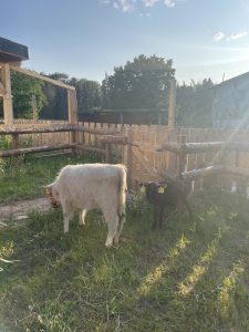 Kleine Ziegen im Außengehege des Wellnesshof RaJa, umgeben von Holzmistkästen und grüner Natur, ideal für Tierkontakt und Entspannung.