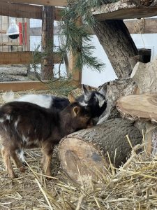 Katzenbabys beim Spielen im Katzenbaum auf dem Wellnesshof RaJa, Natur, Tierliebe, Entspannung, Tierwohl, Tierpension, Naturerlebnis, Tierfreude, tiergestützte Aktivitäten.