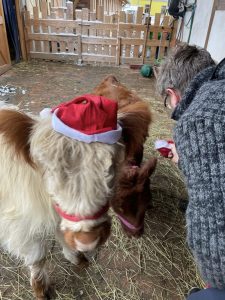 Friesian horse with Santa hat lying in barn, festive atmosphere, holiday decorations, pet-friendly ranch, Christmas celebration, farm stay, animal interaction, holiday cheer, rural retreat, Christmas with animals, farm holiday experience, wellnesshof de, pet-friendly holiday destination, Pferde im Winter.