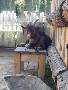 Hirschziege auf Holzbank im Wellnesshof RaJa, Tiervitalisierung und Naturerlebnis, ideal für Tier- und Naturfreunde.