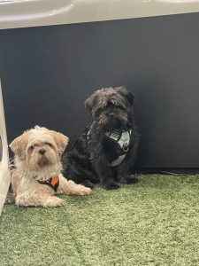 Entzückende Hundekämpfer im Wellnesshof RaJa, gemütlich auf Terrassenfläche mit artificialm Gras, perfekte Umgebung für Wellness und Entspannung für Hunde und ihre Besitzer.