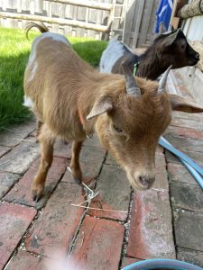Kleiner Ziegenbock auf dem Wellnesshof RaJa, ländliche Tiererfahrung, Natur- und Bauernhof-Atmosphäre, nachhaltiger Urlaub, tierfreundliche Unterkunft, Erholung in der Natur, Bio-Bauernhof in Deutschland.