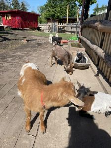 Fröhliche Ziegen und Hunde auf dem Wildnishof RaJa, Naturerlebnis, Tierspaziergänge, ruhige Tierhaltung, kinderfreundlicher Bauernhof, nachhaltiger Tierkontakt, ländliche Idylle, Wellness und Tierfreunde.