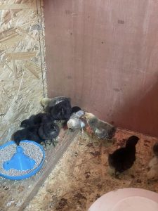 Hühner im naturnahen Bauernhof-Umfeld, ideal für nachhaltige und stressfreie Tierhaltung auf dem Wellnesshof RaJa.