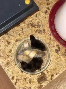 Papageienbaby, die in einer Glasschale auf Holzboden schlüpfen, mit Nestlingen und Aufzuchtfutter.