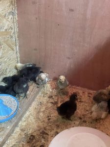 Hühner im Stall auf dem Wellnesshof RaJa, Naturerlebnis auf dem Bioland-Hof, Tierhaltung, umweltfreundliche Landwirtschaft, nachhaltiger Bauernhof, ländliche Idylle in Deutschland.