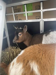 Hochwertiger Ziegenbock im naturnahen Tiergehege bei Wellnesshof RaJa, idyllische Tiererlebnisse für Gäste, nachhaltige Tierhaltung, Familienfreundlicher Erlebnispark, bäuerliche Tierpflege, Natur pur.