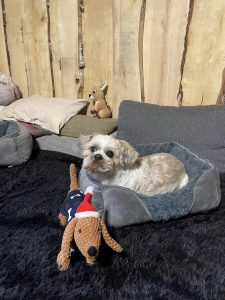 Gemütliches Hundebett mit Hund, dekorativen Weihnachtsfiguren und Holz-Wand im Hintergrund, perfekte Atmosphäre für Entspannung und Wellness beim Aufenthalt im Wellnesshof RaJa.