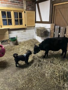 Deutschland, hunde im tiergehege, hunde im Stall, ländliche Tierhaltung, Tierunterkunft im Wellnesshof RaJa.