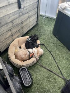 Entspannende Hunde im Wellnesshof RaJa, eingekuschelt in einem bequemen Hundebett. Ruhe und Wohlbefinden in der tierfreundlichen Wellnessoase.