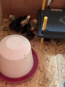 Hühnerküken im Stall, Futter und Wasser, landschaftlicher Bauernhof-Landhausstil, Tierhaltung, Naturnaher Betrieb, Tierpflege, nachhaltige Landwirtschaft, ländliches Tiergehege, Wellnesshof RaJa.