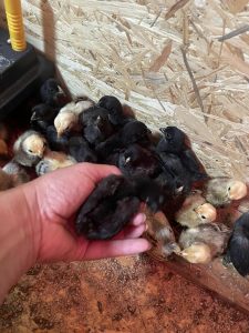 Einstreuende junge Hühner in einem Hühnerstall, liebevoll betreut im Wellnesshof RaJa, ideal für naturnahe Tierhaltung und nachhaltige Landwirtschaft.